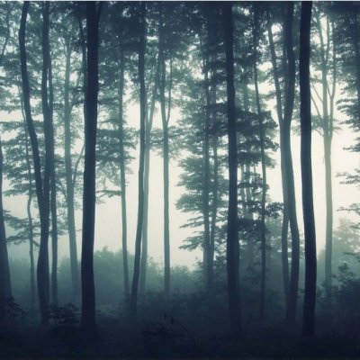 фотообои Изумрудный лес