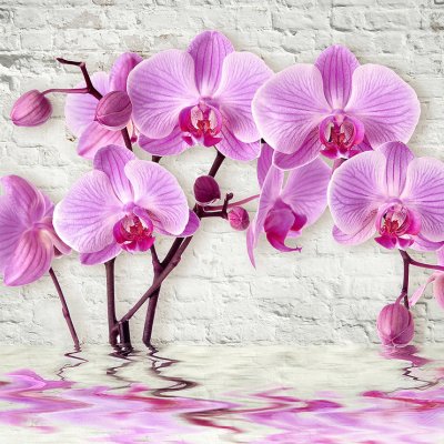 фотообои Розовая орхидея у воды