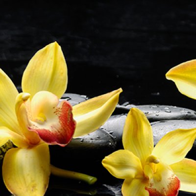 фотообои Солнечные орхидеи