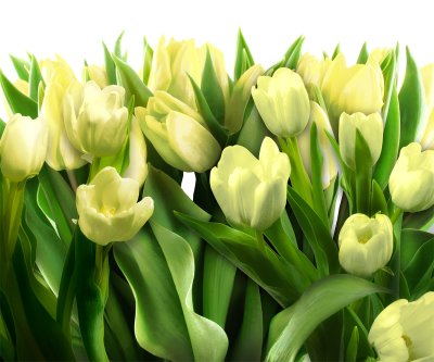 фотообои Тюльпаны 3Д