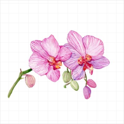 постеры Нежная орхидея