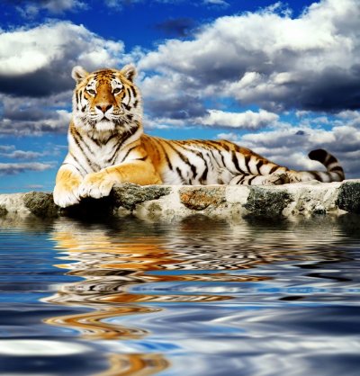 фотообои Амурский тигр
